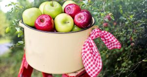 Orchards for fruit picking in the Dallas area