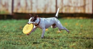 Small dog with a yellow Frisbee in its mouth running outside