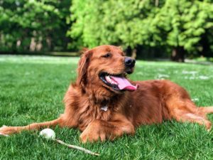 Rust Color Dog in Park | Dog sitting in grass