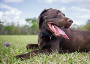 Chocolate Lab smiling | cholate lab in park