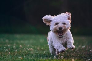 Medium white dog running in park | dog running in grass